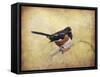 Eastern Towhee Portrait-Jai Johnson-Framed Stretched Canvas