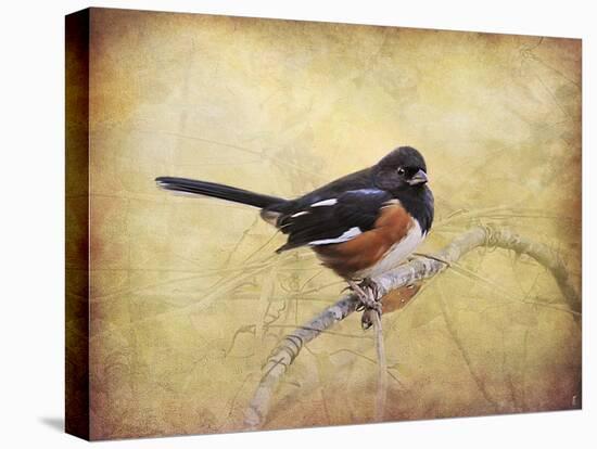 Eastern Towhee Portrait-Jai Johnson-Stretched Canvas