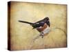 Eastern Towhee Portrait-Jai Johnson-Stretched Canvas