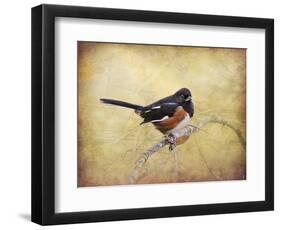 Eastern Towhee Portrait-Jai Johnson-Framed Premium Giclee Print