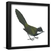 Eastern Whipbird (Psophodes Olivaceus), Birds-Encyclopaedia Britannica-Framed Poster