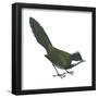 Eastern Whipbird (Psophodes Olivaceus), Birds-Encyclopaedia Britannica-Framed Poster