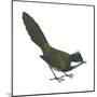 Eastern Whipbird (Psophodes Olivaceus), Birds-Encyclopaedia Britannica-Mounted Poster