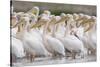 Eastern White Pelicans (Pelecanus Onolocratus) Danube Delta, Romania, May 2009-Presti-Stretched Canvas