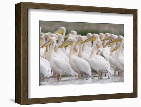 Eastern White Pelicans (Pelecanus Onolocratus) Danube Delta, Romania, May 2009-Presti-Framed Photographic Print