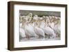 Eastern White Pelicans (Pelecanus Onolocratus) Danube Delta, Romania, May 2009-Presti-Framed Photographic Print