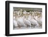 Eastern White Pelicans (Pelecanus Onolocratus) Danube Delta, Romania, May 2009-Presti-Framed Photographic Print