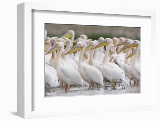 Eastern White Pelicans (Pelecanus Onolocratus) Danube Delta, Romania, May 2009-Presti-Framed Photographic Print