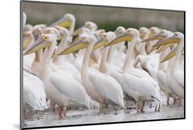 Eastern White Pelicans (Pelecanus Onolocratus) Danube Delta, Romania, May 2009-Presti-Mounted Photographic Print