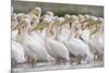 Eastern White Pelicans (Pelecanus Onolocratus) Danube Delta, Romania, May 2009-Presti-Mounted Photographic Print