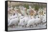 Eastern White Pelicans (Pelecanus Onolocratus) in the Danube Delta, Romania, May 2009-Presti-Framed Stretched Canvas