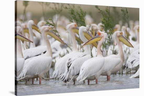 Eastern White Pelicans (Pelecanus Onolocratus) in the Danube Delta, Romania, May 2009-Presti-Stretched Canvas