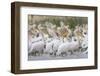 Eastern White Pelicans (Pelecanus Onolocratus) in the Danube Delta, Romania, May 2009-Presti-Framed Photographic Print