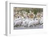 Eastern White Pelicans (Pelecanus Onolocratus) in the Danube Delta, Romania, May 2009-Presti-Framed Photographic Print