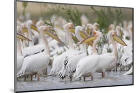 Eastern White Pelicans (Pelecanus Onolocratus) in the Danube Delta, Romania, May 2009-Presti-Mounted Photographic Print