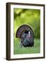 Eastern Wild Turkey Gobbler Strutting, Holmes, Mississippi, Usa-Richard ans Susan Day-Framed Photographic Print