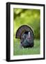 Eastern Wild Turkey Gobbler Strutting, Holmes, Mississippi, Usa-Richard ans Susan Day-Framed Photographic Print