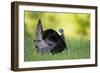 Eastern Wild Turkey Gobbler Strutting, Holmes, Mississippi, Usa-Richard ans Susan Day-Framed Photographic Print