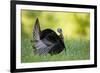 Eastern Wild Turkey Gobbler Strutting, Holmes, Mississippi, Usa-Richard ans Susan Day-Framed Photographic Print