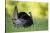 Eastern Wild Turkey Gobbler Strutting, Holmes, Mississippi, Usa-Richard ans Susan Day-Stretched Canvas