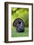 Eastern Wild Turkey Gobbler Strutting, Holmes, Mississippi, Usa-Richard ans Susan Day-Framed Photographic Print
