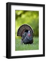 Eastern Wild Turkey Gobbler Strutting, Holmes, Mississippi, Usa-Richard ans Susan Day-Framed Photographic Print