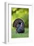 Eastern Wild Turkey Gobbler Strutting, Holmes, Mississippi, Usa-Richard ans Susan Day-Framed Photographic Print