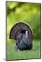 Eastern Wild Turkey Gobbler Strutting, Holmes, Mississippi, Usa-Richard ans Susan Day-Mounted Photographic Print
