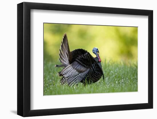 Eastern Wild Turkey Gobbler Strutting, Holmes, Mississippi, Usa-Richard ans Susan Day-Framed Photographic Print