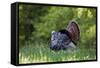 Eastern Wild Turkey Gobbler Strutting in Field, Holmes Co. Ms-Richard and Susan Day-Framed Stretched Canvas