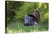 Eastern Wild Turkey Gobbler Strutting in Field, Holmes Co. Ms-Richard and Susan Day-Stretched Canvas