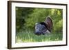 Eastern Wild Turkey Gobbler Strutting in Field, Holmes Co. Ms-Richard and Susan Day-Framed Photographic Print