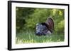 Eastern Wild Turkey Gobbler Strutting in Field, Holmes Co. Ms-Richard and Susan Day-Framed Photographic Print