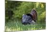 Eastern Wild Turkey Gobbler Strutting in Field, Holmes Co. Ms-Richard and Susan Day-Mounted Photographic Print