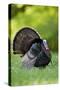 Eastern Wild Turkey Gobbler Strutting in Field, Holmes Co. Ms-Richard and Susan Day-Stretched Canvas
