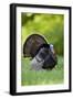 Eastern Wild Turkey Gobbler Strutting in Field, Holmes Co. Ms-Richard and Susan Day-Framed Photographic Print