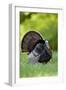 Eastern Wild Turkey Gobbler Strutting in Field, Holmes Co. Ms-Richard and Susan Day-Framed Photographic Print