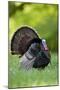 Eastern Wild Turkey Gobbler Strutting in Field, Holmes Co. Ms-Richard and Susan Day-Mounted Photographic Print