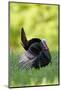 Eastern Wild Turkey Gobbler Strutting in Field, Holmes Co. Ms-Richard and Susan Day-Mounted Photographic Print