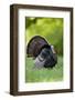 Eastern Wild Turkey Gobbler Strutting in Field, Holmes Co. Ms-Richard and Susan Day-Framed Photographic Print