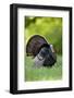 Eastern Wild Turkey Gobbler Strutting in Field, Holmes Co. Ms-Richard and Susan Day-Framed Photographic Print