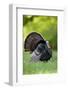 Eastern Wild Turkey Gobbler Strutting in Field, Holmes Co. Ms-Richard and Susan Day-Framed Photographic Print