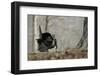 Eastern Wild Turkey Gobbler Strutting, Stephen A. Forbes State Park, Marion County, Illinois-Richard and Susan Day-Framed Photographic Print