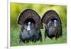 Eastern Wild Turkeys Gobblers Strutting in Field, Holmes Co. Ms-Richard and Susan Day-Framed Photographic Print