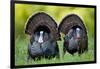 Eastern Wild Turkeys Gobblers Strutting in Field, Holmes Co. Ms-Richard and Susan Day-Framed Photographic Print