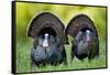 Eastern Wild Turkeys Gobblers Strutting in Field, Holmes Co. Ms-Richard and Susan Day-Framed Stretched Canvas