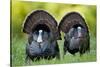 Eastern Wild Turkeys Gobblers Strutting in Field, Holmes Co. Ms-Richard and Susan Day-Stretched Canvas