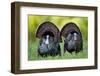 Eastern Wild Turkeys Gobblers Strutting in Field, Holmes Co. Ms-Richard and Susan Day-Framed Photographic Print