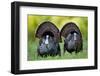 Eastern Wild Turkeys Gobblers Strutting in Field, Holmes Co. Ms-Richard and Susan Day-Framed Photographic Print