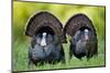 Eastern Wild Turkeys Gobblers Strutting in Field, Holmes Co. Ms-Richard and Susan Day-Mounted Photographic Print